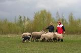 BORDER COLLIE - MOUTONS 066